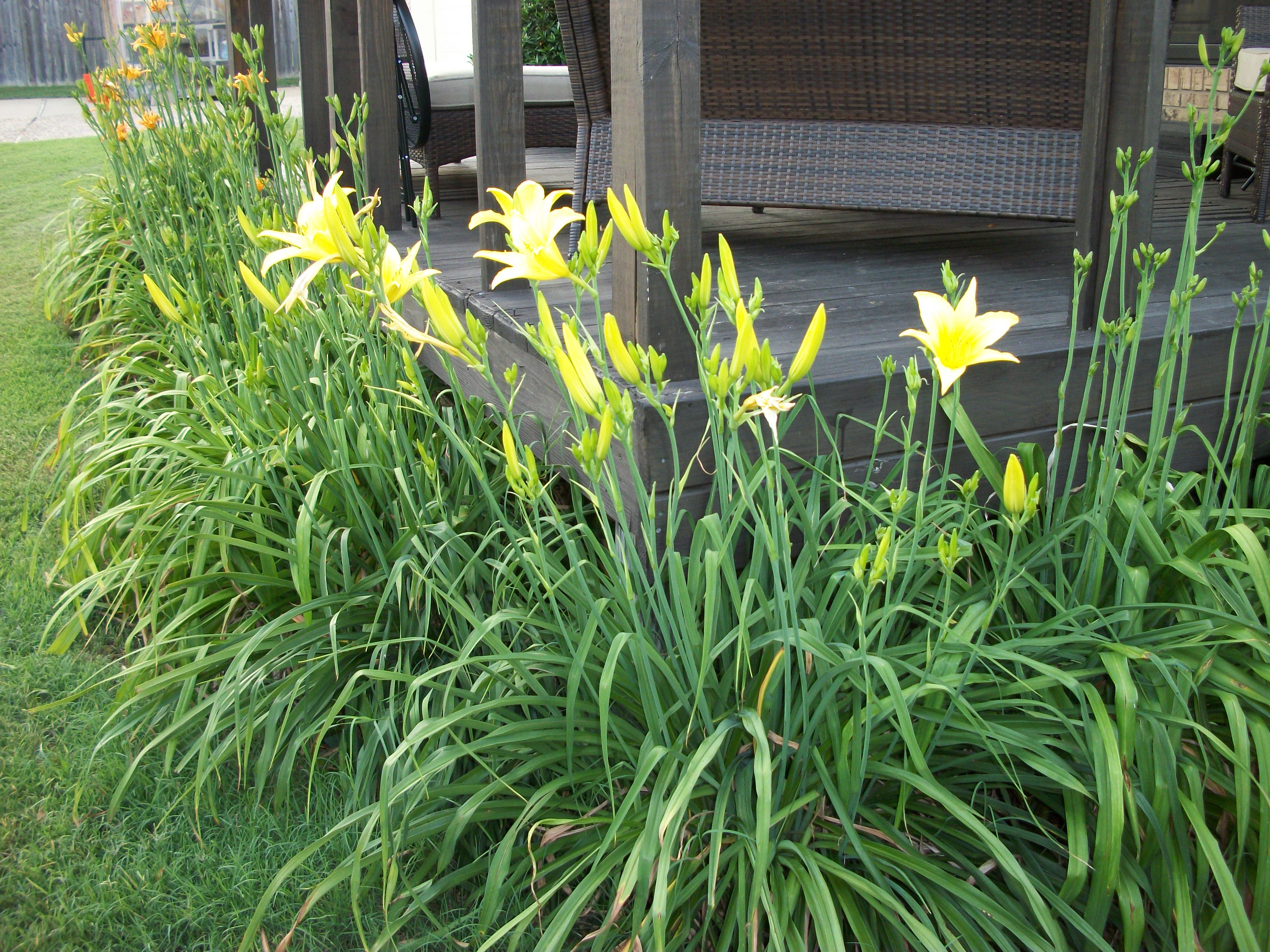 Yellow Day Lillies