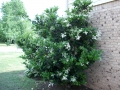 Japanese Noble Privet