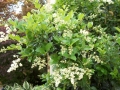 Japanese Noble Privet Closeup
