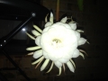 Queen Of The Night