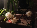 Queen Of The Night