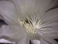 Queen Of The Night