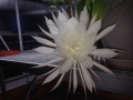 Queen Of The Night Full Bloom 1:30 a.m.