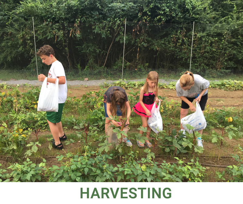 Garden-Harvesting