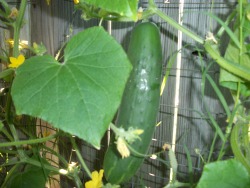Cucumber