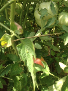 Cherokee Purple Heirloom