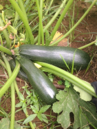 Dark Star Zucchini