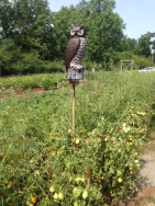 Garden Patroller