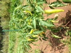 Sweet Banana Pepper