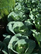 Cabbage