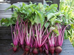 Beets