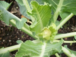 Cauliflower