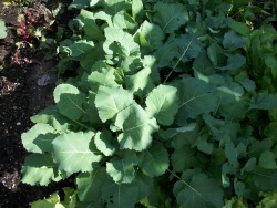 Collard Greens